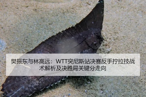 樊振东与林高远：WTT突尼斯站决赛反手拧拉技战术解析及决胜局关键分走向